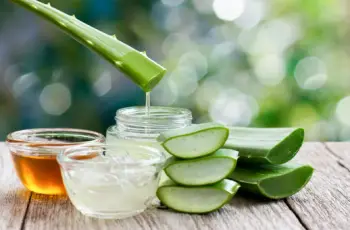 알로에 효능 및 영양성분&amp;#44; 주의점