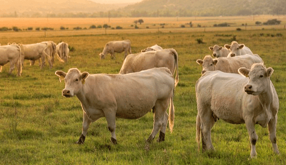 풀밭에 하얀 소들이 가득하다. 10마리가 넘는다.