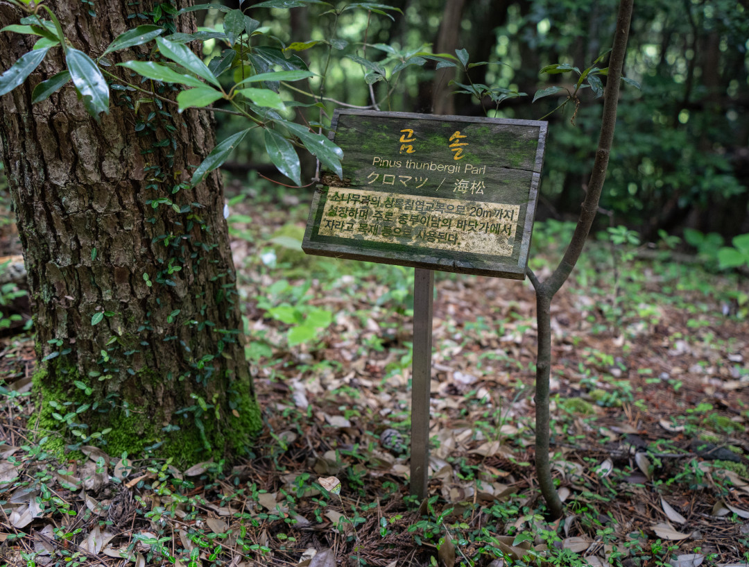 이승악 오름 곰솔