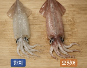 한치와 오징어 차이