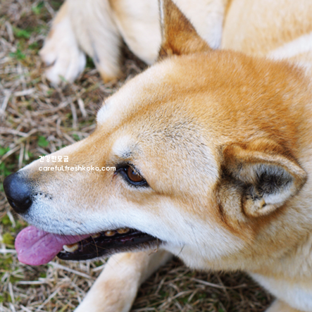 진도 가볼만한곳