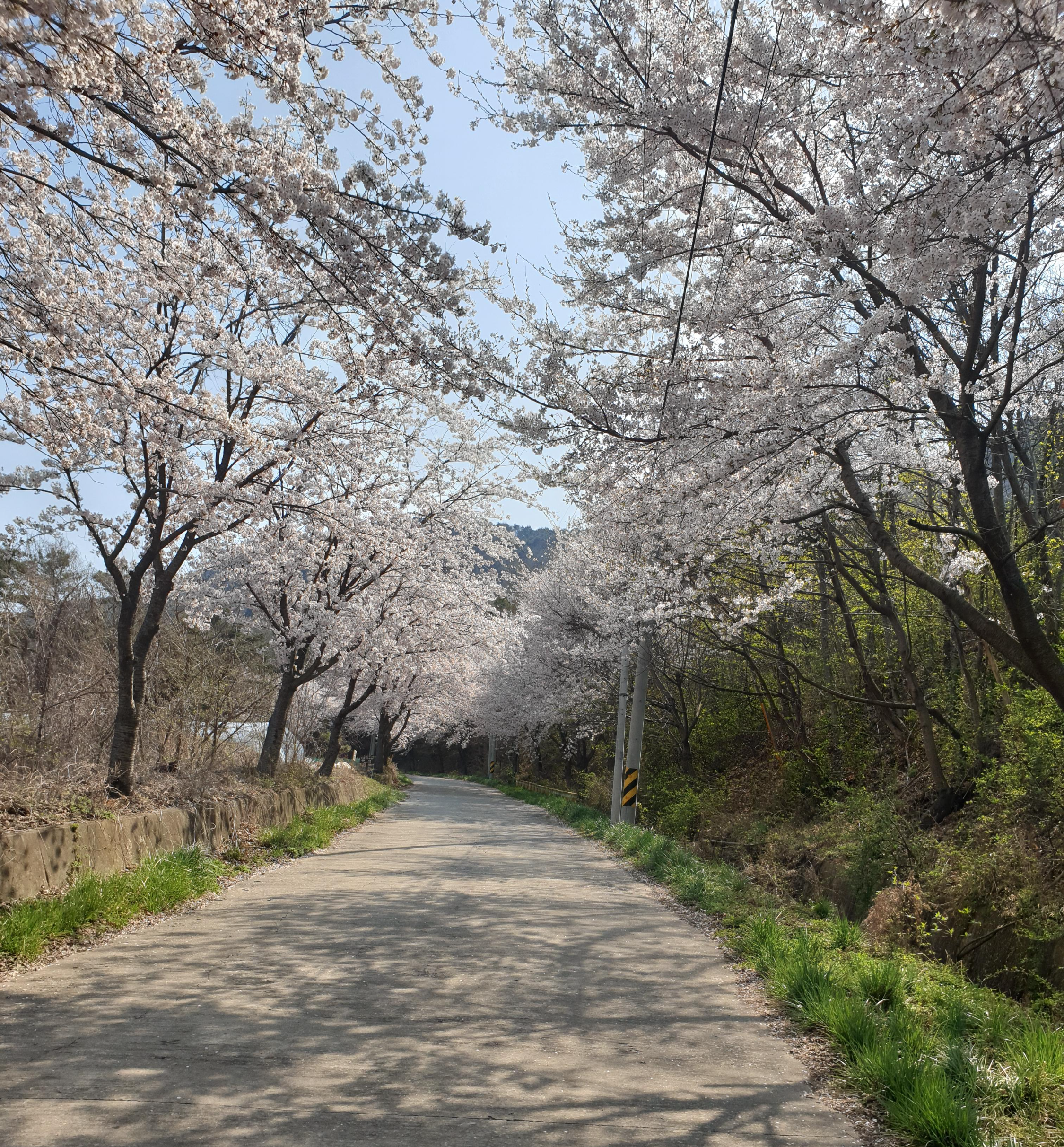 홍성 광천 오서산 벚꽃길 주차 팁 등산 코스 안내