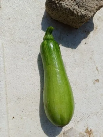 애호박 효능_20