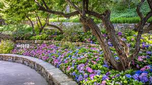 화담숲 수국축제