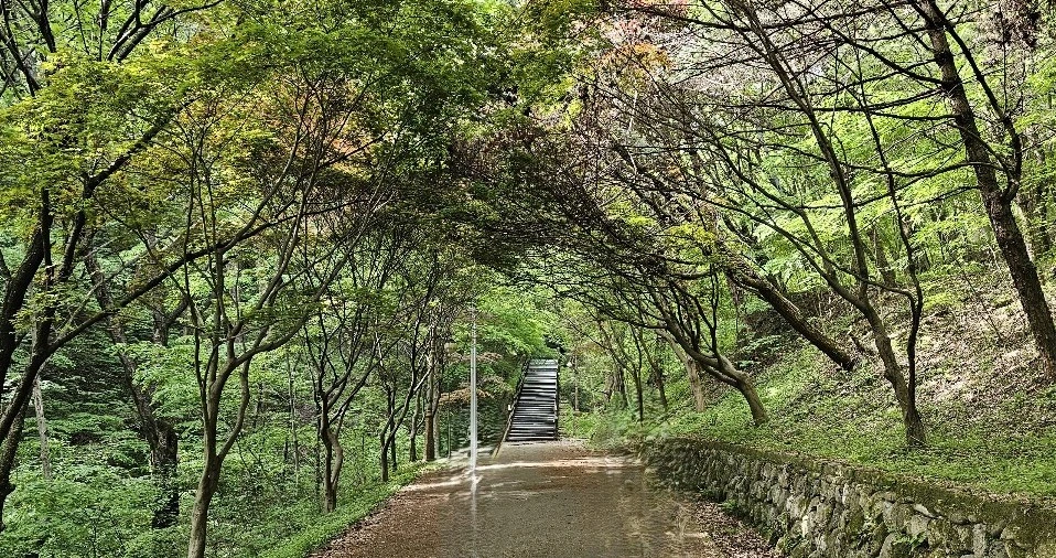 푸른 나무 터널로 이어진 산책로