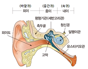 귀의구조