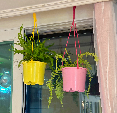 더피고사리 키우기