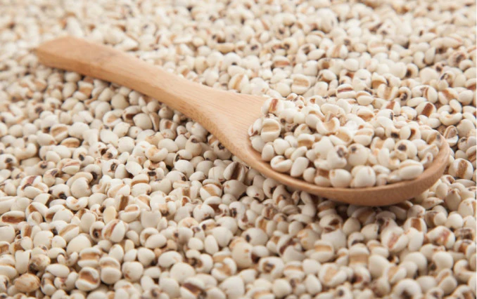 스푼에 담긴 율무