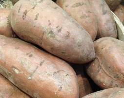 고구마 보관방법