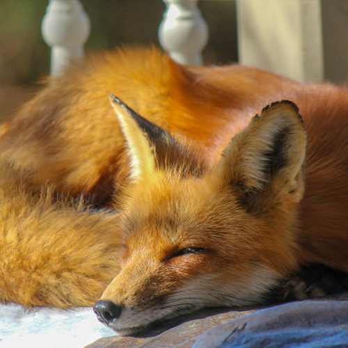 숙면에 좋은 음식