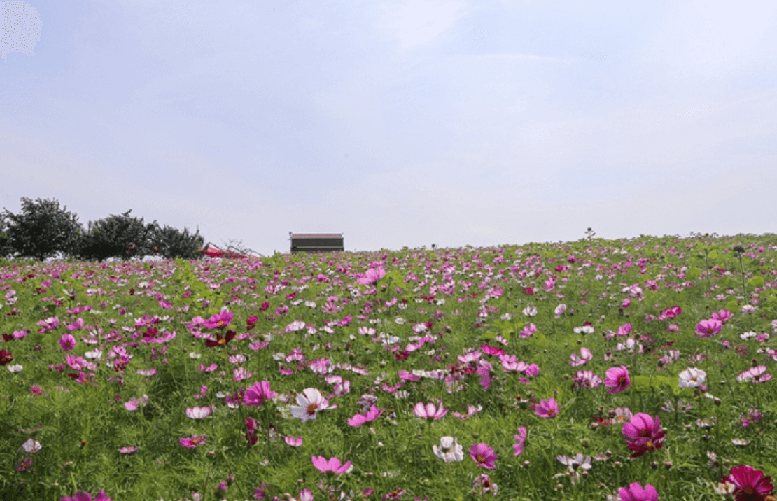 안성팜랜드 여름 코스모스