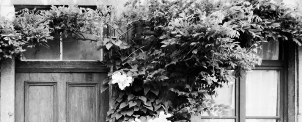 등반 수국 = 담쟁이 수국