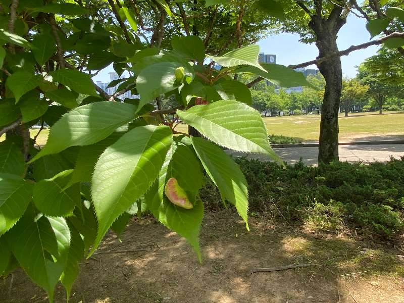 사사키잎혹진딧물1