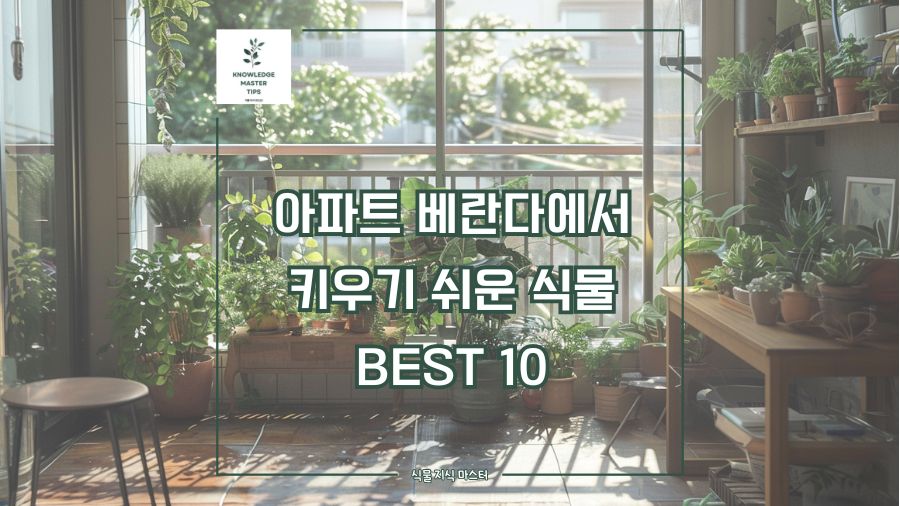 아파트 베란다에서 키우기 쉬운 식물 BEST 10