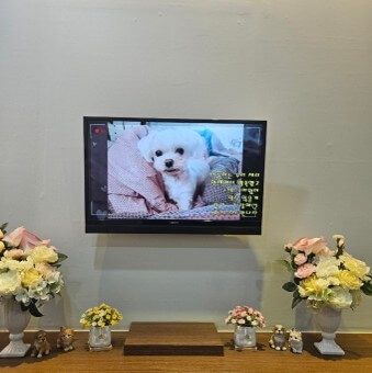 말티즈-종류의-애완견이-고견-사진에-애달프게-있으며-장례를-치르는-모습