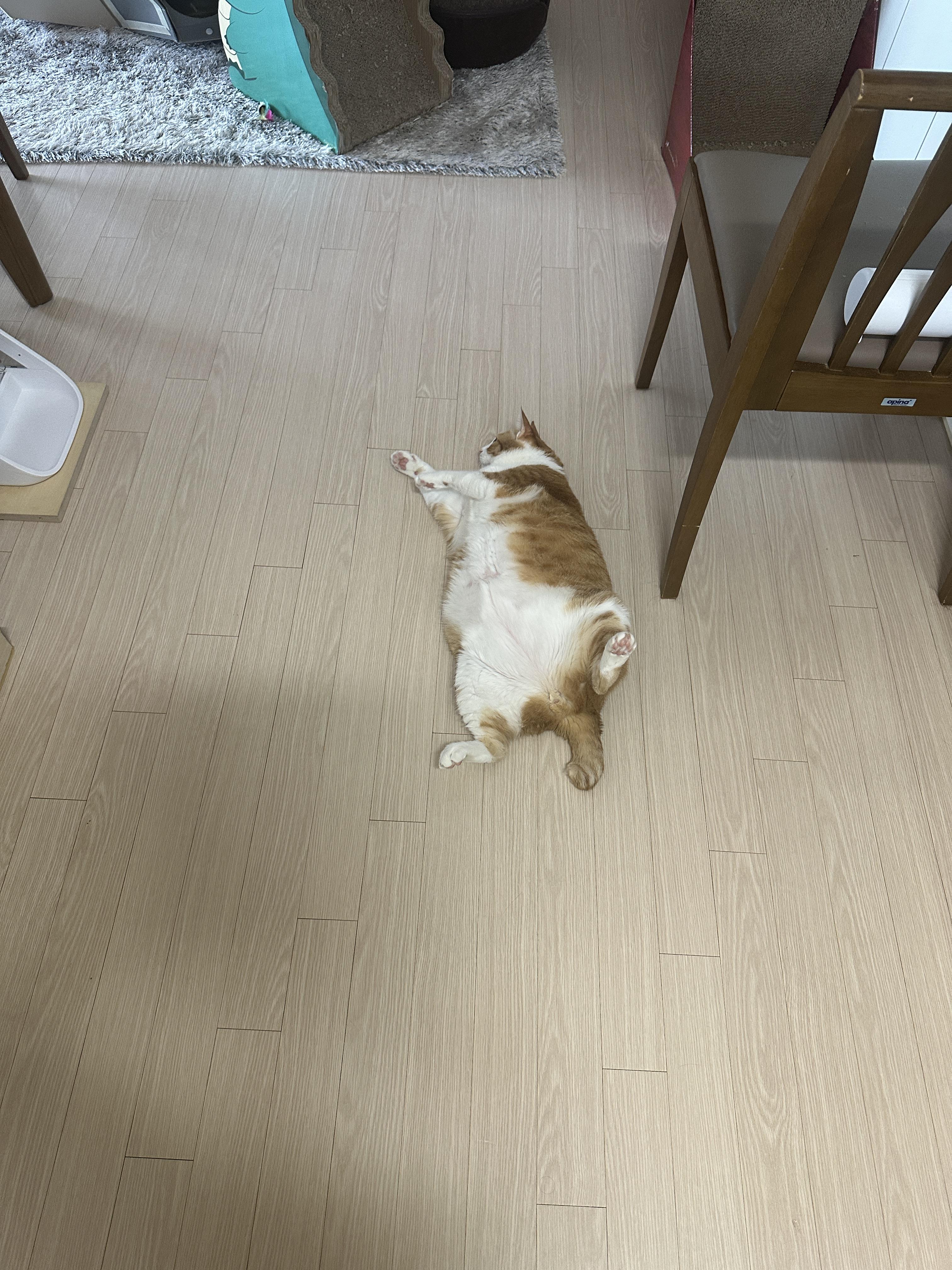 설거지하는_엄마_기다리는_치즈냥이_폼