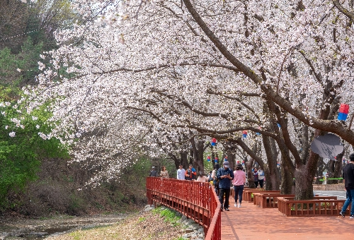가평 벚꽃명소 에덴벚꽃길 벚꽃축제