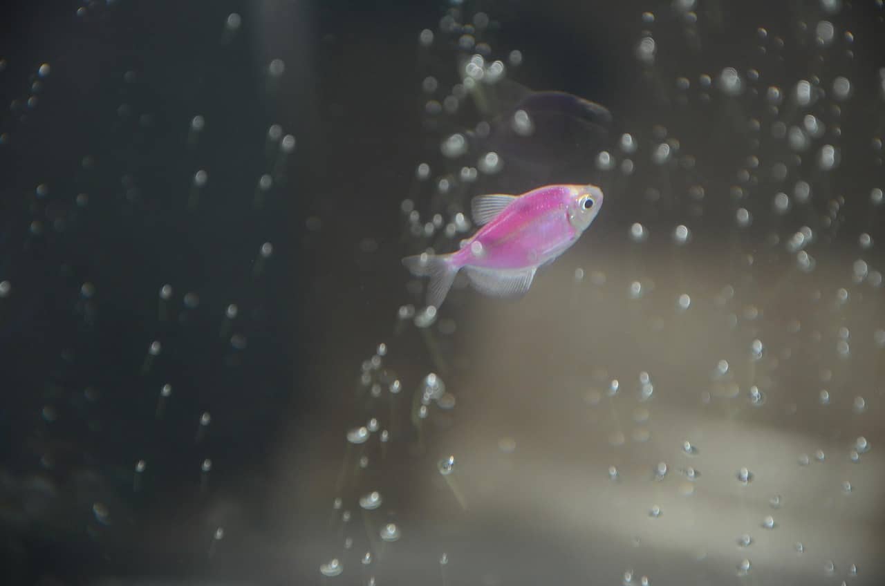 Nano Fish Diet & Nutrition: 나노피쉬 먹이 성분표, 단백질·지방·필수영양소를 쉽게 읽는 법