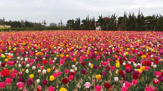 보롬왓 튤립축제 2025