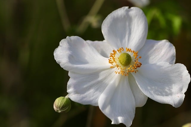 장성-황룡강-가을꽃축제
