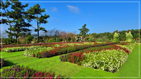 2025 태안 가을꽃 박람회 이미지 / 출처: 코리아플라워파크