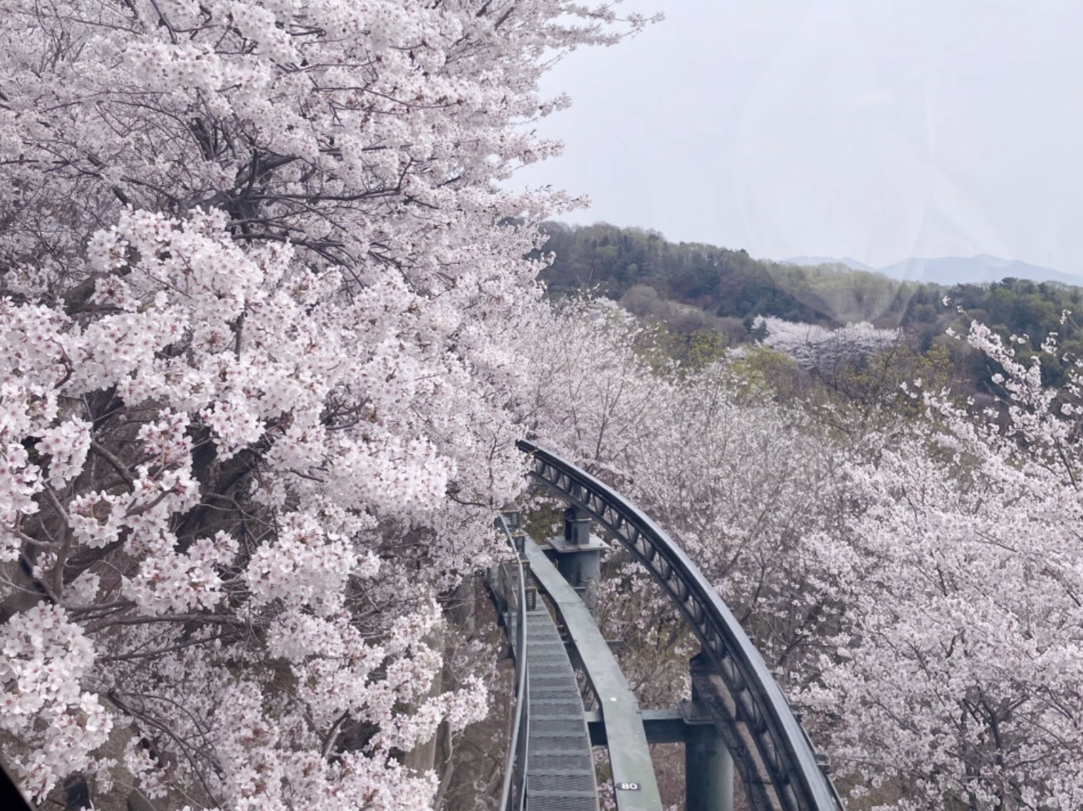 경기남부 벚꽃명소 관련 사진