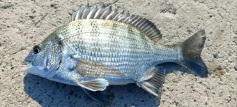 압해도 장감리 감성돔 포인트 소개와 혼자하는 낚시의 즐거움 완벽 낚시 가이드_4