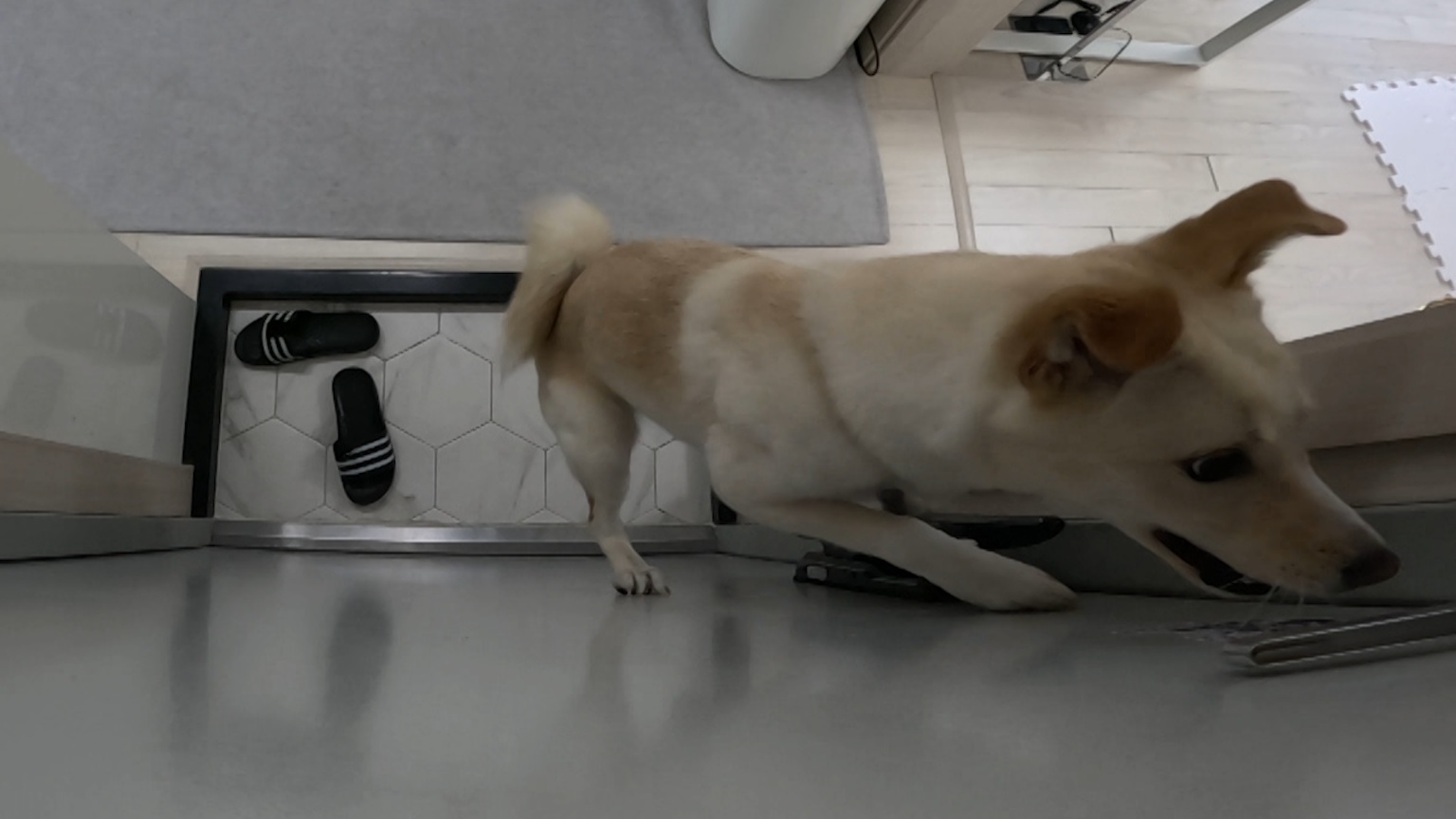 개는 훌륭하다 담비편