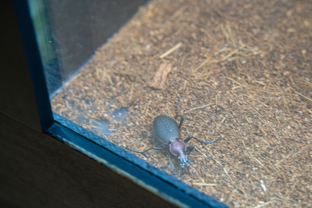 국립 농업 박물관 곤충관