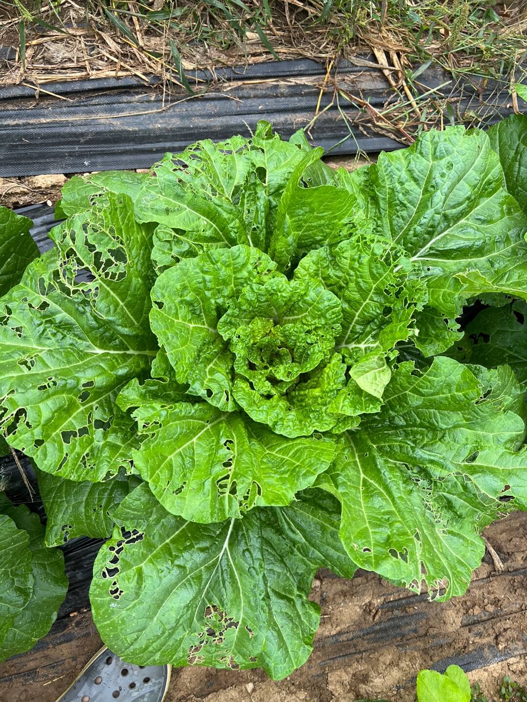 해충 피해를 받은 배추