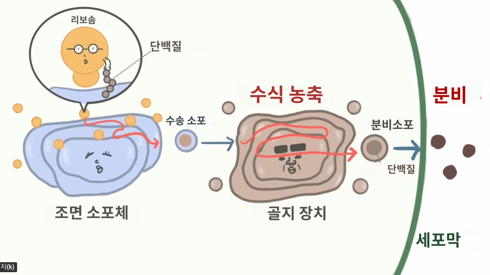 세포의 구조와 그 작용