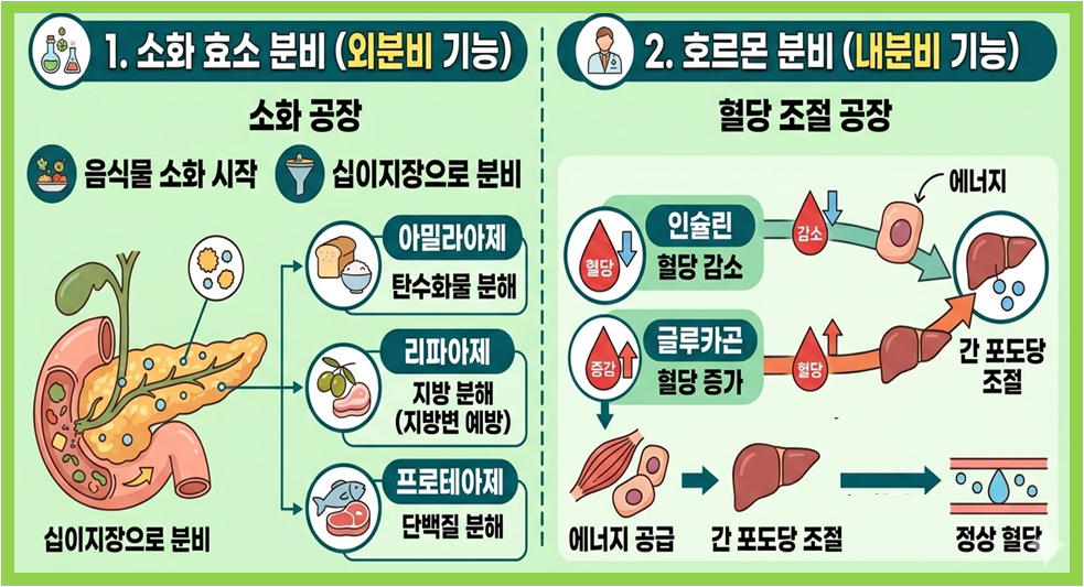 췌장의 역할과 기능 이미지