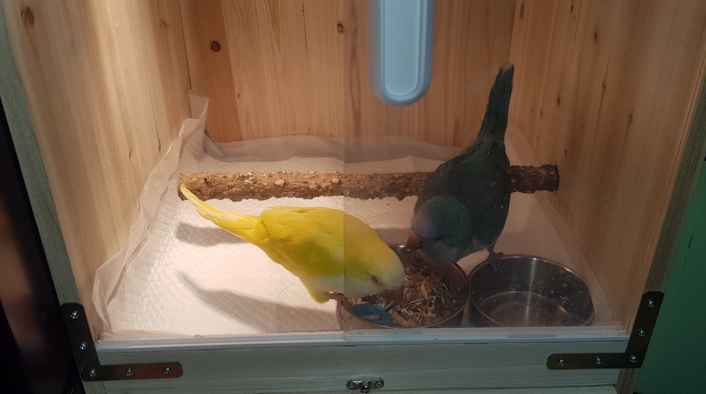나무새장 안에서 퀘이커 두마리가 밥먹고 있는 모습