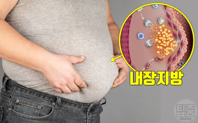 몸속 독소 배출 몸독소증상 내장지방