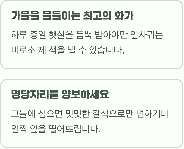 비결 1: 가을을 물들이는 최고의 화가, 햇볕