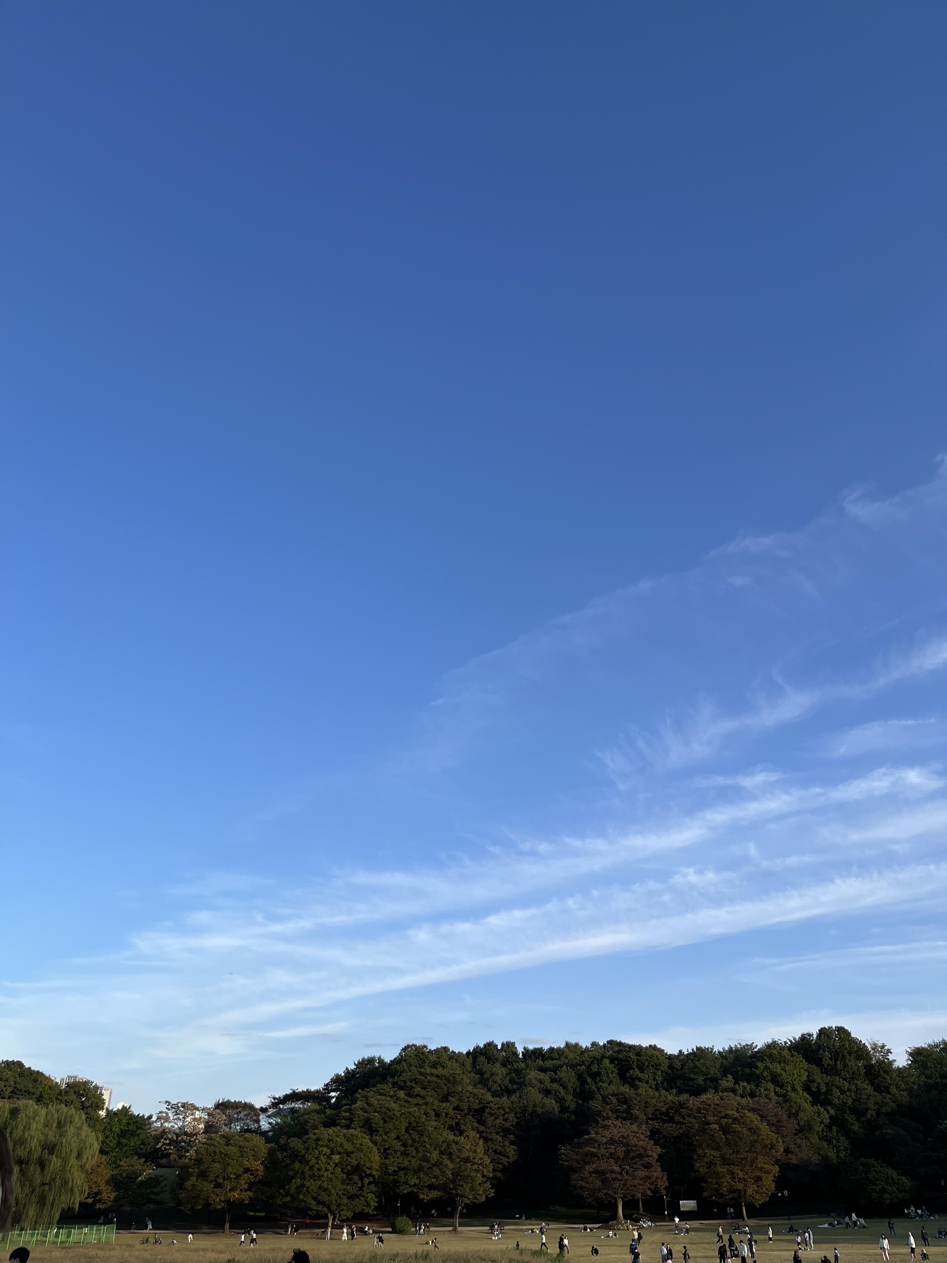 올림픽공원 나홀로나무