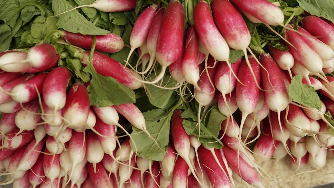 Radish