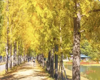 문광저수지 은행나무길_14