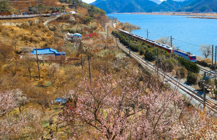 양산 원동 매화축제