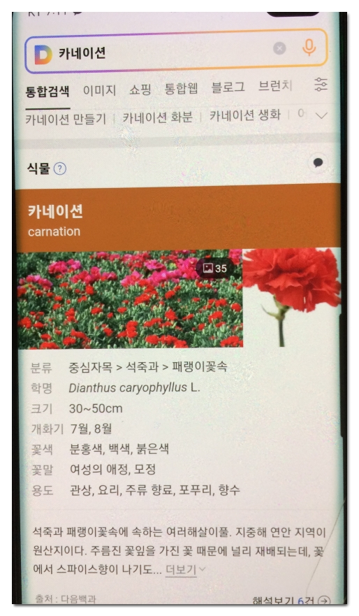 다음-꽃검색-결과-상세
