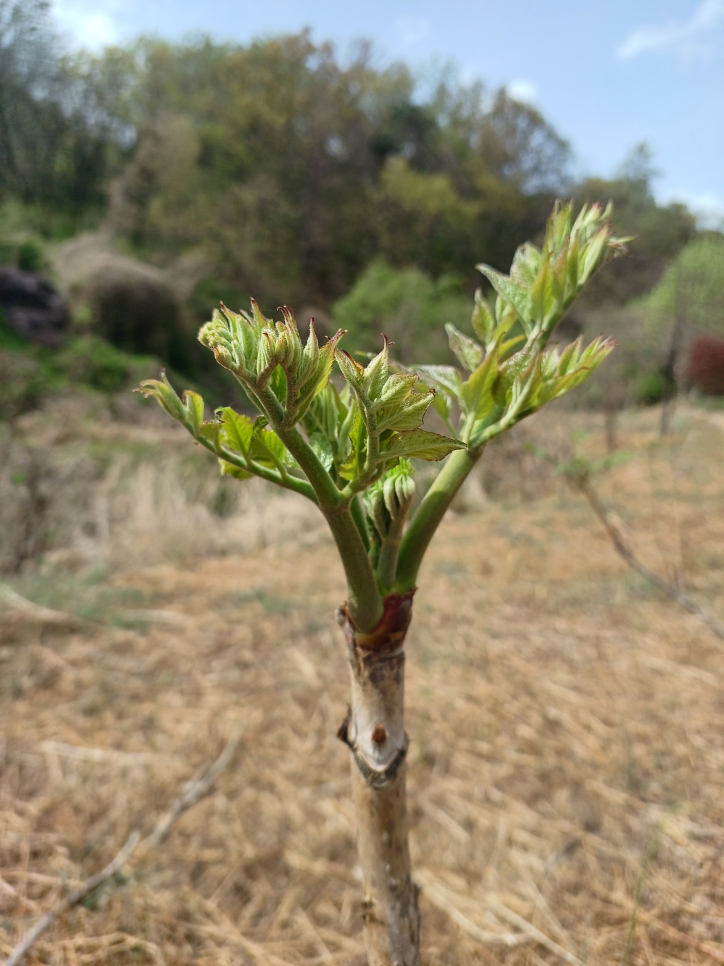 참두릅과 여름두릅 가격 알아보기