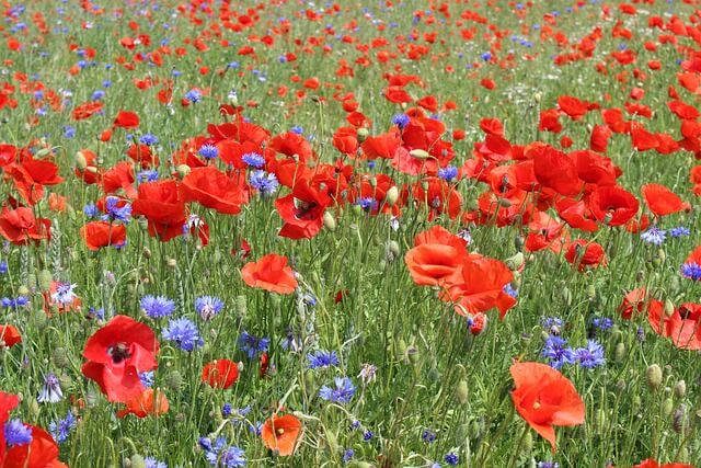 꽃양귀비와 수레국화