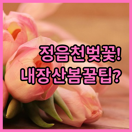 정읍천 벚꽃길과 내장산 봄 여행 코스..