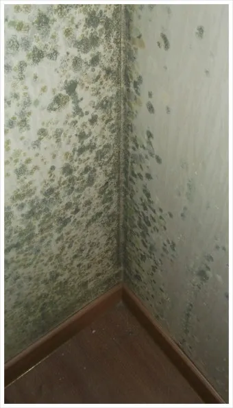 장마철 곰팡이 제거방법 꿀팁 정리 완벽 가이드_26