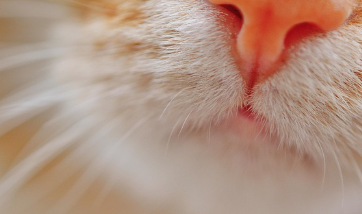 가래 생기는 원인 및 색깔별 증상 총정리