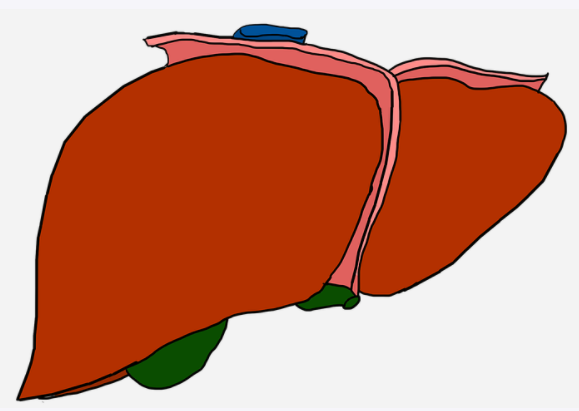 간경화 초기증상