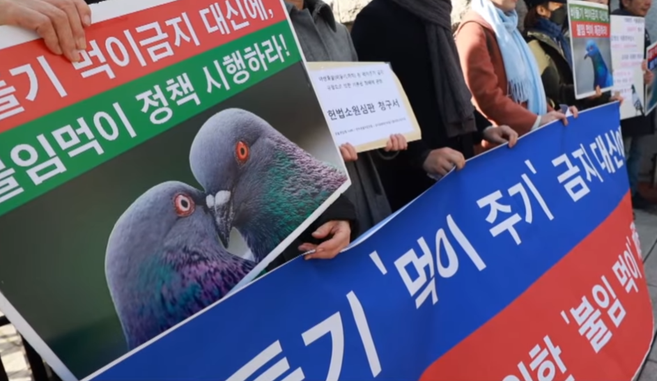 비둘기 먹이금지