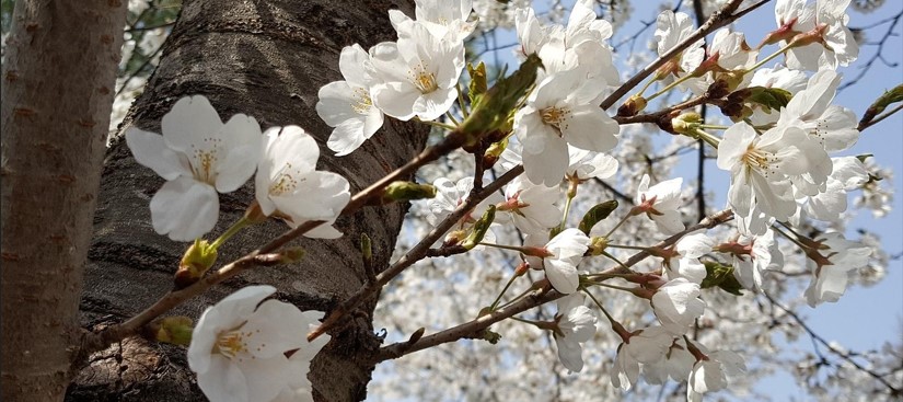 오래된 고목 둥치에서 벚꽃이 피어나고 있는 사진