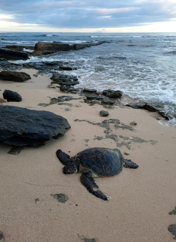 하와이-바다-거북-사진