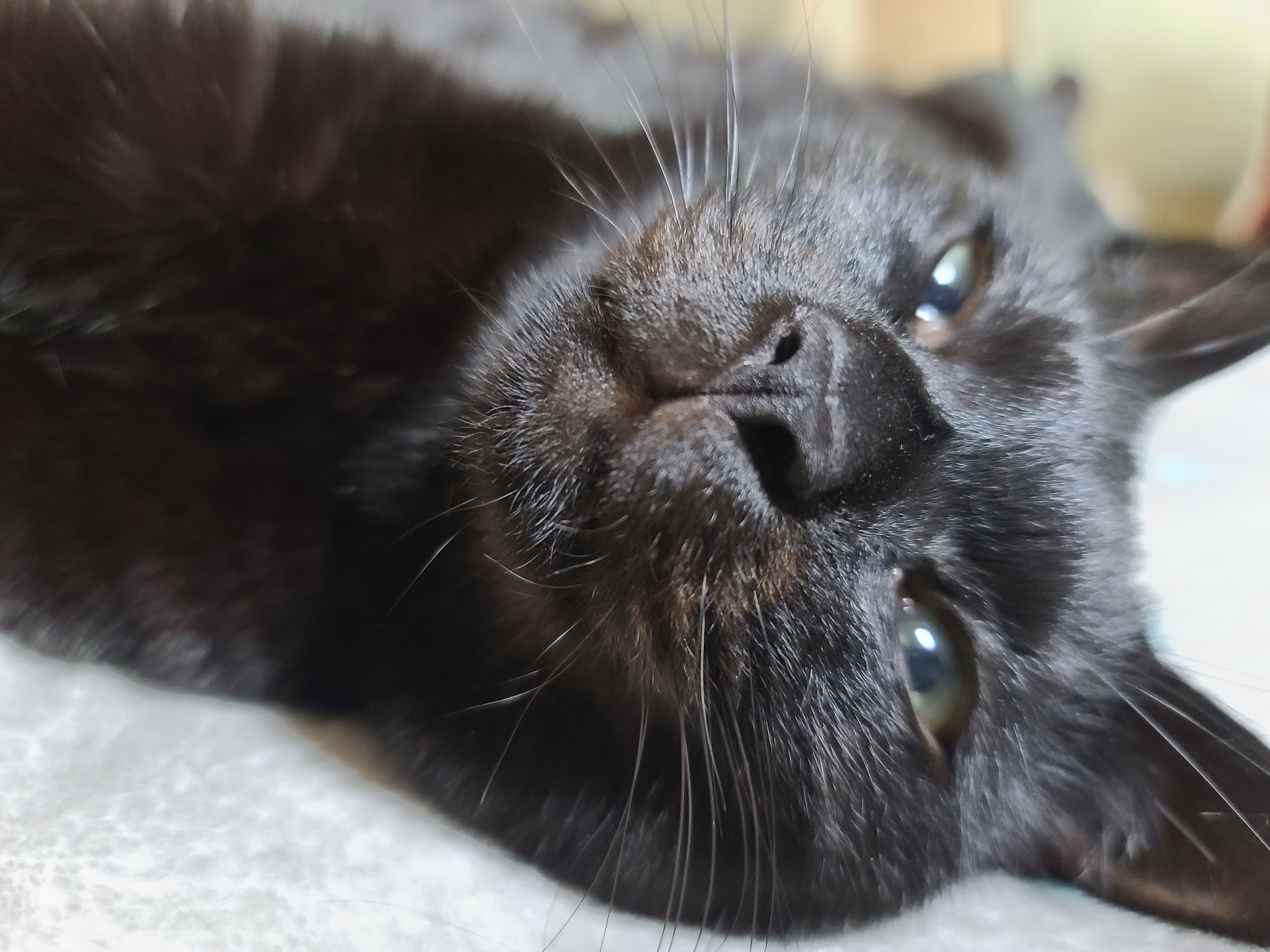 졸리지만 안자려고 노력하는 멋쟁이 고양이 건 ㅋ